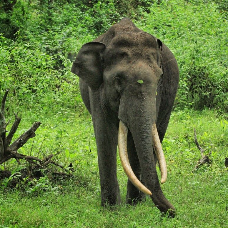 ecotourism in kerala