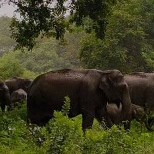 ecotourism in kerala