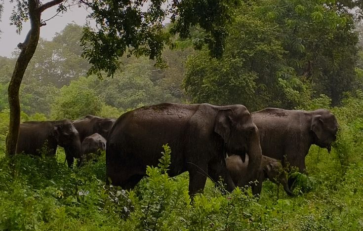 ecotourism in kerala